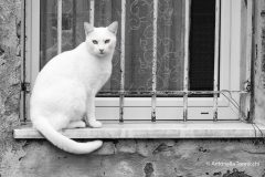 2-gatto-bianco-1