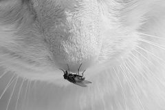 3.-gatto-mosca-