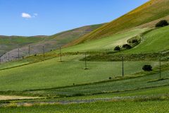 2-collina