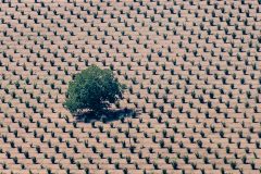 3-albero-