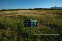 DSC_8626