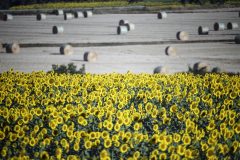 DSC_9003_girasoli