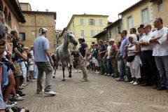 MDG2449_contrada-oca