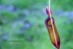 D3H3611_Ascidio-di-Nepenthes-bloody-mary