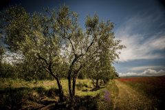 DSC_1059_olivi_papaveri
