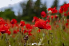 DNL_1764